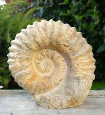 Large Fossil Ammonite Acanthoceras  Cretaceous Morocco 130mm Freestanding  picture