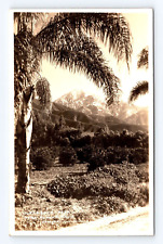 Postcard RPPC Photo Palm Trees Mountains Cucamonga Snow Peak Pomona CA Pre 1907 picture