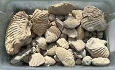 HUGE 11 LBS Texas Fossil Lot Ammonites, Echinoids, Gastropods, Bivalves picture
