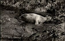 RPPC Grey Seal coming Ashore ~ Scilly Isles? England real photo postcard picture