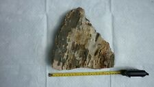  RARE  6.5 lb.  Petrified Wood Section recovered in Hanover County, Va.  picture