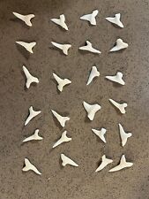 24 pieces real natural fossil small MAKO white shark tooth beach craft picture