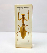 Vintage Real Praying Mantis Specimen in Resin Insects Hierodula Patellifera picture