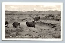 Photographed By D.W. Wells Wild Buffaloes near alpine Texas postcard RPPC picture