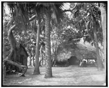 Alligator Joe's bungalow in the jungle Palm Beach Fla 1904 Old Photo picture
