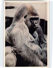 Postcard Gorilla Washington National Zoo Washington DC USA picture