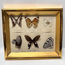 Rare Butterfly Specimen Display picture