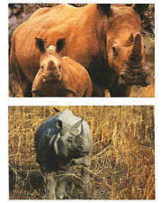 Rhinoceros Postcards Rhino picture