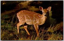 Postcard: Adorable Surprised Fawn in the Forest A30 picture