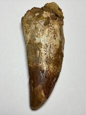 Massive Carcharodontosaurus Tooth / Theropod Tooth 3inch picture