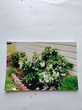 Vtg Found Color Original Photo Snapshot White Flowers On Side Of House Bed 307 picture