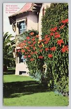 Postcard Mid Winter In California Poinsettias in Bloom picture