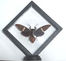 3d Frame Real Homoptera CICADIDAE Tosena albata 15-16cm A1 from THAILAND US Ship picture
