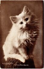 c1907 Cat, vintage postcard, cute, Little Miss White picture