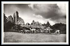 GERMANY Postcard - Camels, Carl Hagenbeck's Tierpark, Stellingen - Hamburg G3 picture