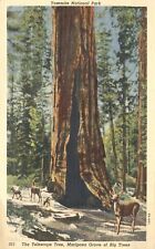 Yosemite National Park Telescope Tree Mariposa Grove Deer 1938 Postcard picture