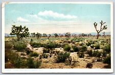 Postcard Yucca Trees, Mojave Desert California Posted 1910 picture
