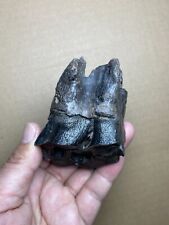 214g huge Ice Age large mammal tooth specimen Pleistocene picture