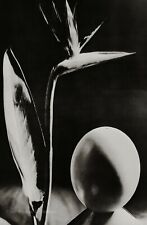 1930s/75 MAN RAY Vintage Bird of Paradise Flower Egg Still Life Photo Art 12x16 picture