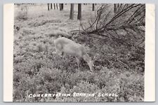 Vintage RPPC Post Card Conservation Training School Deer eating in Woods A34 picture