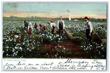 1906 Texas Cotton Field Thousand Scenes Dallas Texas Raphael Tuck Sons Postcard picture