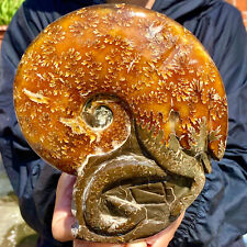 2.8LB Rare natural polished Natural conch fossil specimens of Madagascar picture