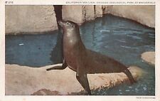 Chicago IL Illinois Brookfield Zoo California Sea Lion Pinniped Vtg Postcard N1 picture