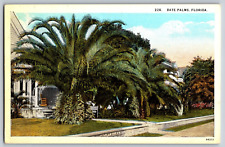 Vintage Postcard - Date Palms FL Florida - Unposted picture