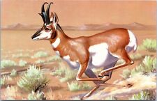 Pronghorn Running - 1958 Chrome Postcard - Maynard Reece Painting picture