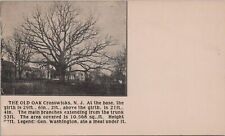 Postcard The Old Oak Crosswicks NJ  picture