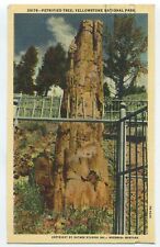 39179-PETRIFIED TREE, YELLOWSTONE NATIONAL PARK BOZEMAN, MONTANA postcard A1 picture
