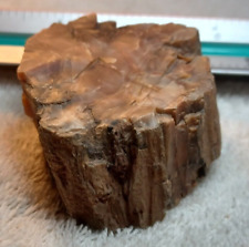 Unique Naturally Preserved Fossilized Petrified Wood - Display Quality Specimen picture