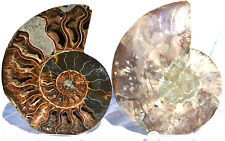 Large Ammonite Deep Crystal Cavity XXLARGE 6.7