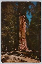 Sequoia National Park California, President Tree, Vintage Postcard picture