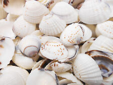 50 Small White Clam Shells (3/4-1 1/2