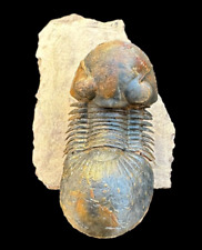 Awesome Moroccan Paralejurus Trilobite Fossil: A Prehistoric Treasure fossil picture