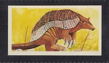 GIANT ARMADILLO - 45 + year old English Trade Card # 33 picture