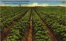Vintage Postcard- Glades Farm East of Florida City, FL. Early 1900s picture