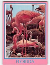 Postcard Flamingo's nesting, Florida picture