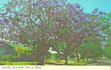 VTG Postcard Jacaranda Tree Florida Vintage Old Car picture