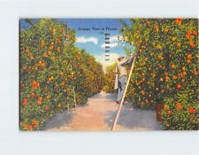 Postcard Orange Time in Florida USA North America picture