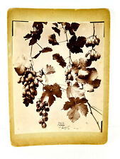 Antique French Cabinet Card Photo Grape Vines fruit study raisin malaga picture
