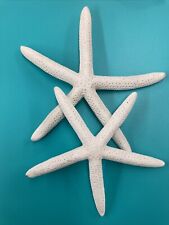 10 Real White Pencil Starfish 2-4” picture