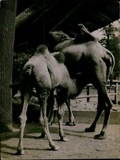 GA61 1920s Original Underwood Photo MOTHER & YOUNG CAMELS Berlin Zoo Animals picture