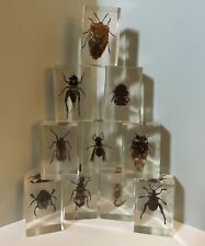Bug Insect Specimen Set Of 10 Clear Small Lucite Blocks Scientific Learning Aid picture