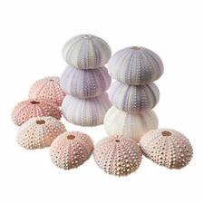 Sea Urchin | 6 Pink & 6 Purple Sea Urchin Shells | Craft & Decor |1 1/2 