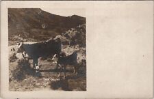 RPPC Momma Cow with Twin Calves c1910 Real Photo Postcard Z22 picture