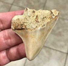 NICELY SERRATED - 2.65” x 2.44” Wide Indonesian Megalodon Shark Tooth Fossil picture