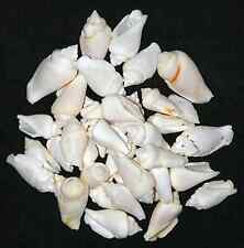 BULK White Chula Craft Seashells ~ 1
