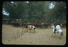Argentina Cattle Cowboy Horse Ranch 35mm Slide 1950s Red Border Kodachrome picture